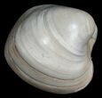 Polished Fossil Clam - Large Size #5263-1